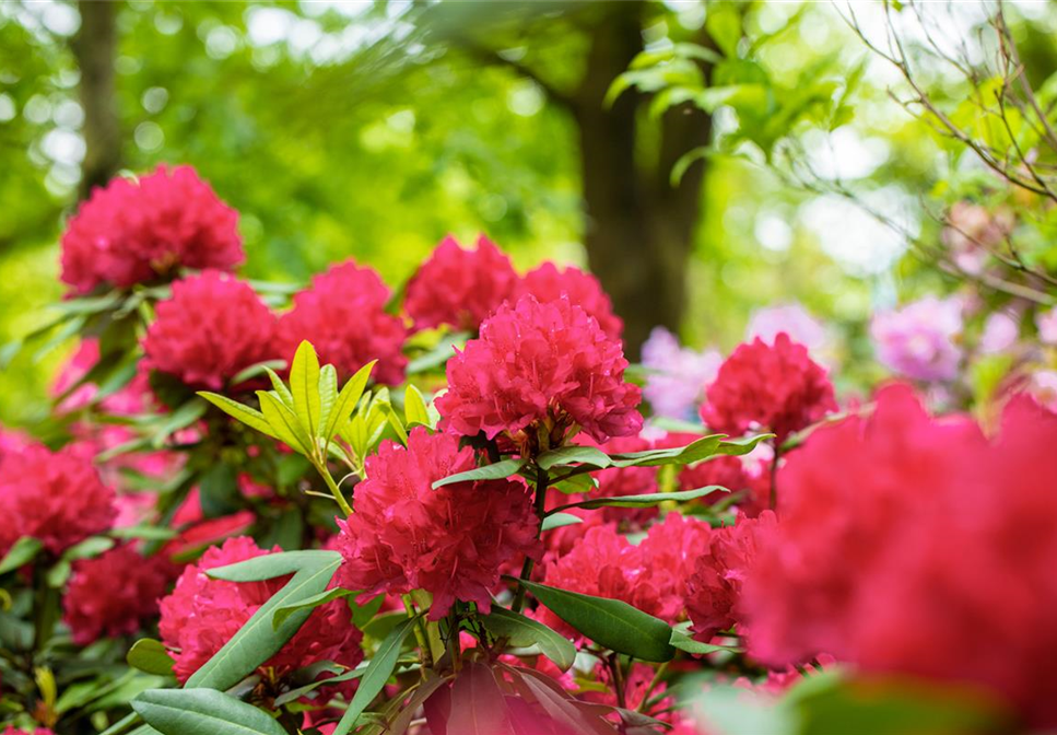 Schön und anspruchsvoll: Rhododendron pflanzen im eigenen Garten