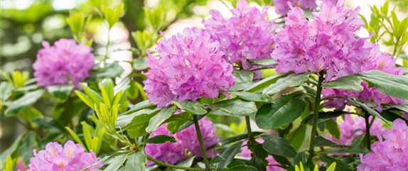 Schön und anspruchsvoll: Rhododendron pflanzen im eigenen Garten