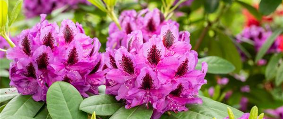 Schön und anspruchsvoll: Rhododendron pflanzen im eigenen Garten