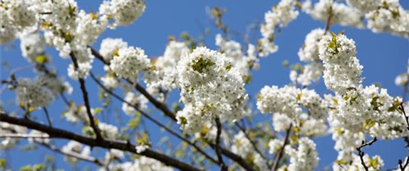 Einen stattlichen Kirschbaum im Garten anpflanzen und pflegen