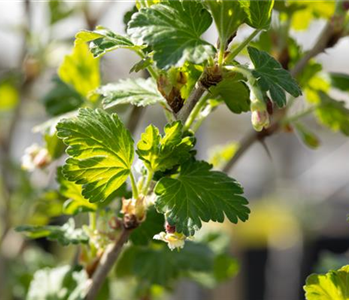 Stachelbeeren richtig pflanzen und pflegen