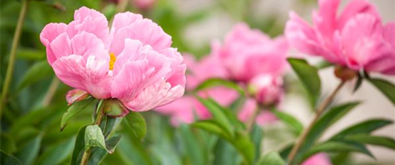 Winterharte Stauden für einen robusten und blühenden Garten