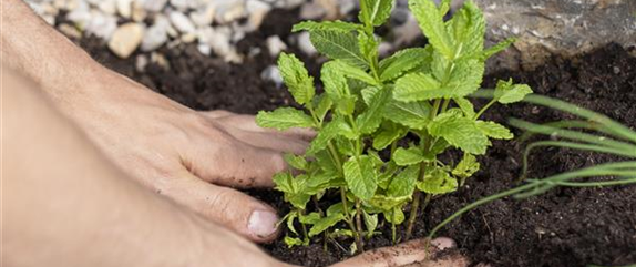 Mediterrane Kräuter im eigenen Garten – Genuss für alle Sinne