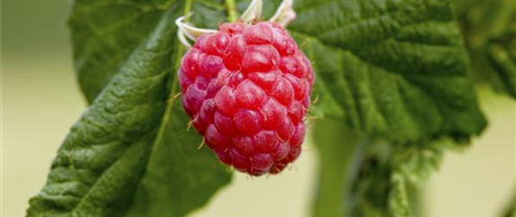 Tipps zum Pflanzen und Pflegen von Himbeeren