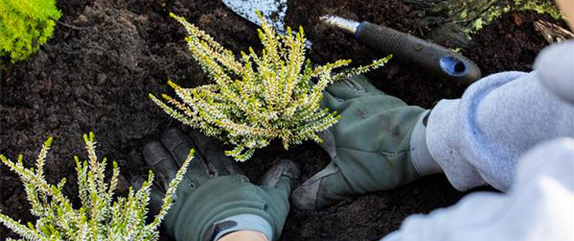 Die pflegeleichte Heide verschönert jeden Garten und Balkon 