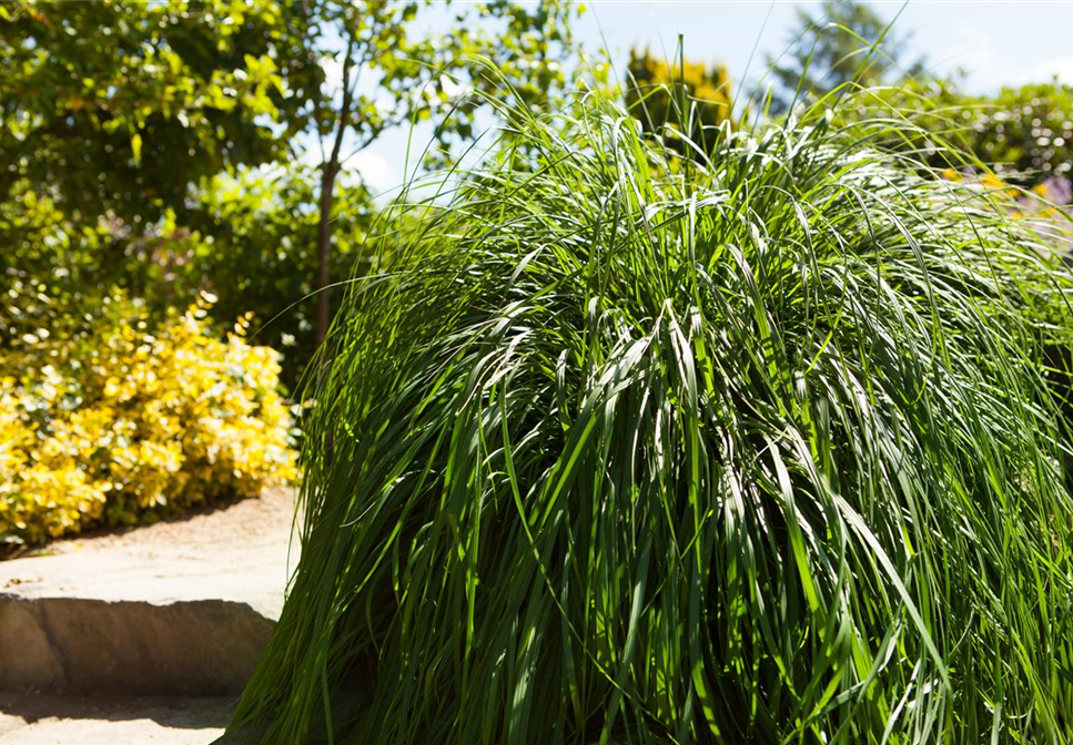 Für den Ziergarten erfolgreich Gräser teilen und vermehren