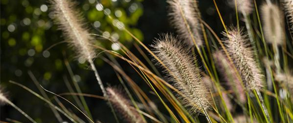 Für den Ziergarten erfolgreich Gräser teilen und vermehren