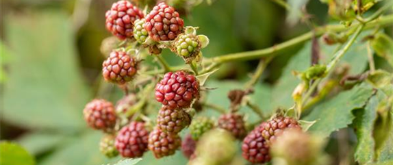 Beerensträucher pflegen – So gibt es bald viele leckere Snacks