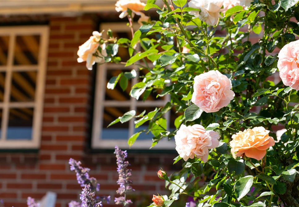 Tipps für die Gartengestaltung mit Rosen