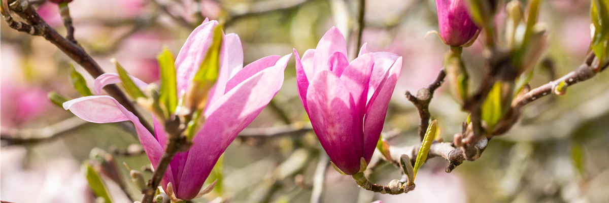 Magnolia liliiflora 'Betty'