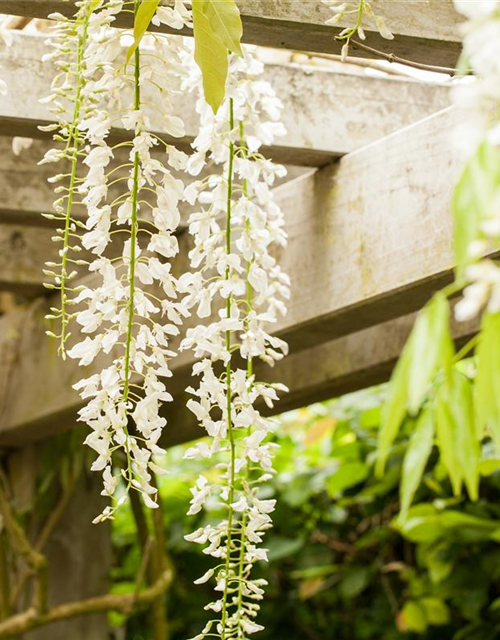 Wisteria floribunda 'Alba'