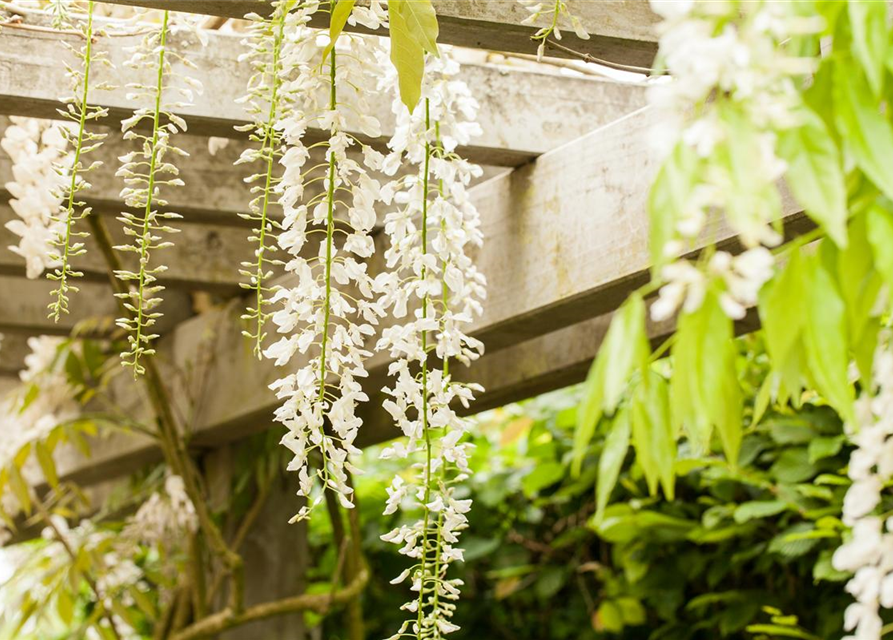 Wisteria floribunda 'Alba'