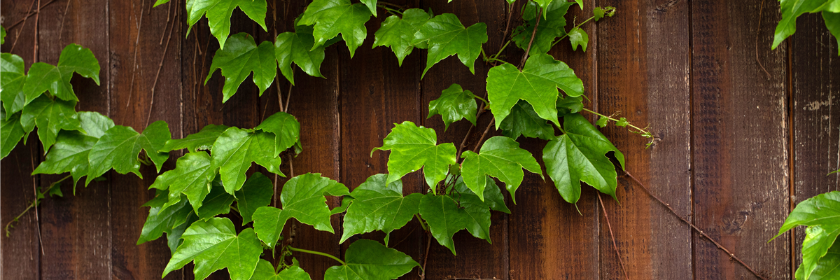 Wilder Wein an Hauswand