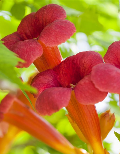 Trompetenblume 'Flamenco'