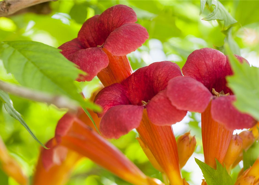 Trompetenblume 'Flamenco'