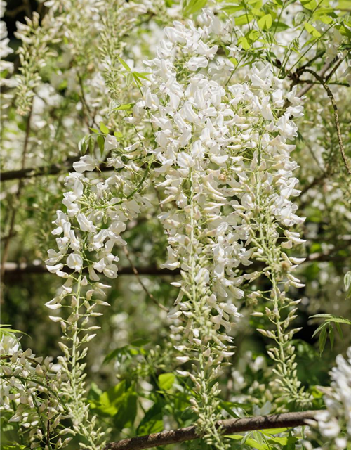 Wisteria sinensis 'Alba'