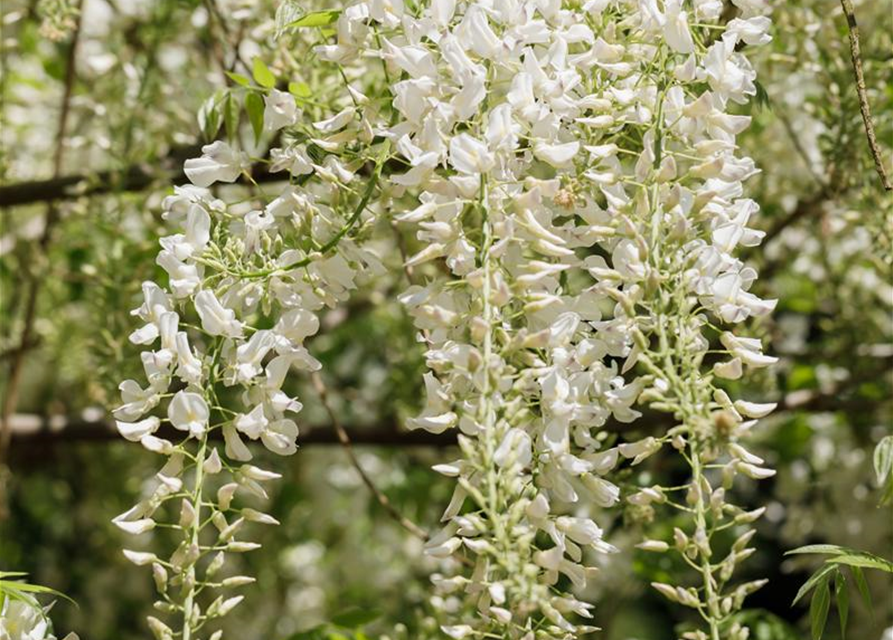 Wisteria sinensis 'Alba'