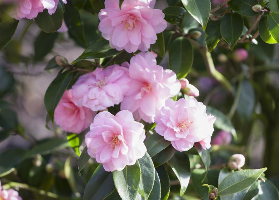 R Camellia japonica 'Spring Festival'