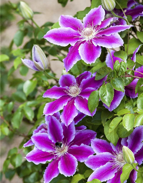 Clematis hybrida 'Ninon'®