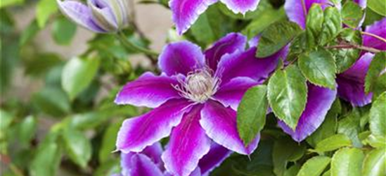 Clematis hybrida 'Ninon'®