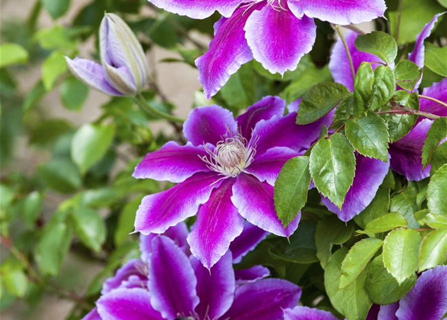 Clematis hybrida 'Ninon'®