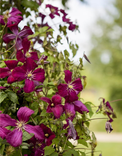 Clematis viticella 'Madame Julia Correvon'