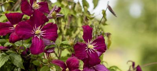 Clematis viticella 'Kermesina'