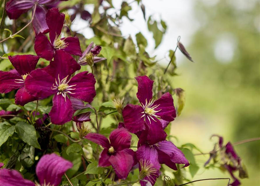 Clematis viticella 'Madame Julia Correvon'