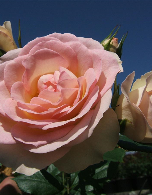 Beetrose 'Garden of Roses'®