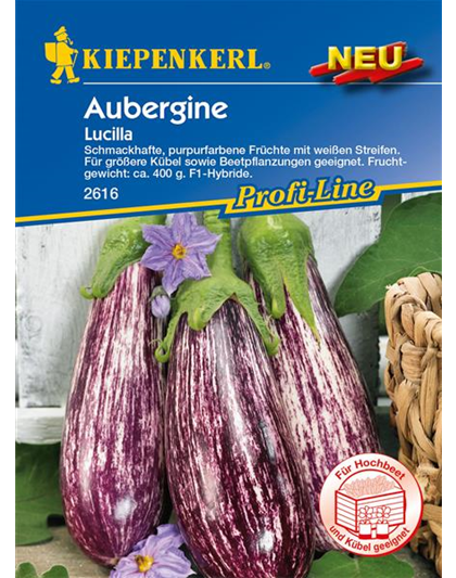 Aubergine 'Lucilla'