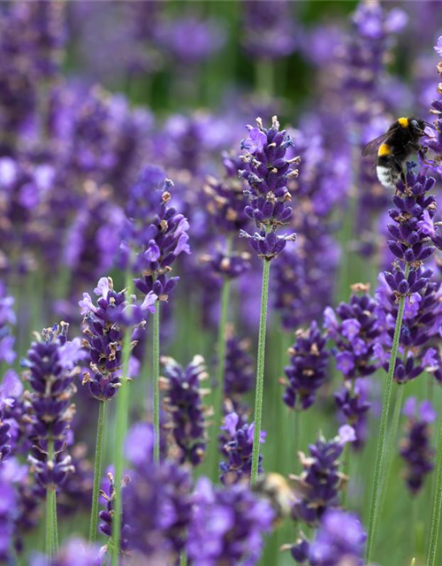 Lavendel 'Blaues Wunder'