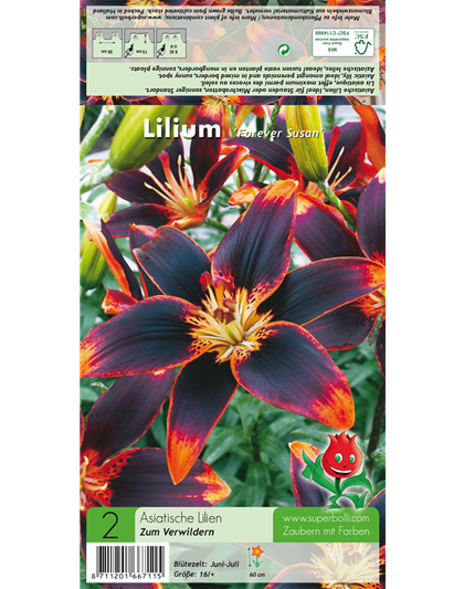 Asiatische Lilie 'Forever Susan'®