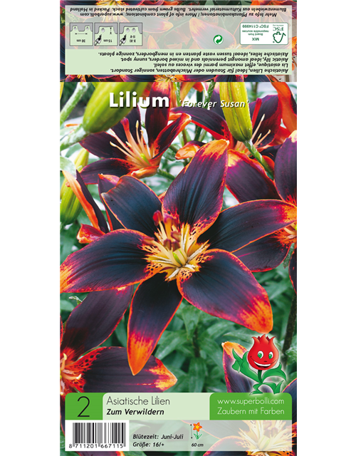 Asiatische Lilie 'Forever Susan'®