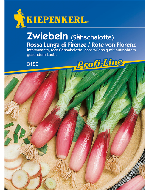 Frühlingszwiebel 'Rossa lunga di Firenze'