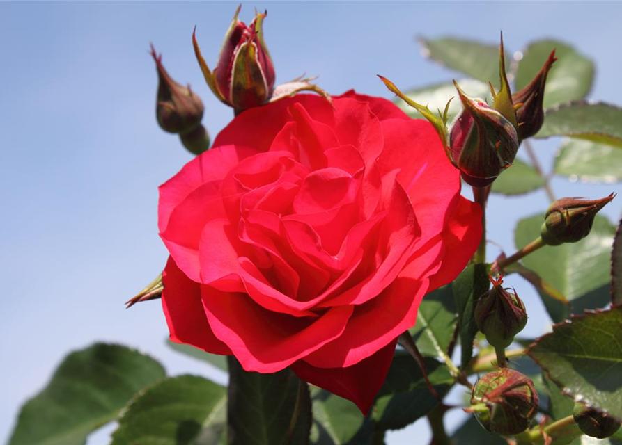 Beetrose 'Black Forest Rose'®