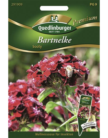 Bartnelkensamen 'Sooty'