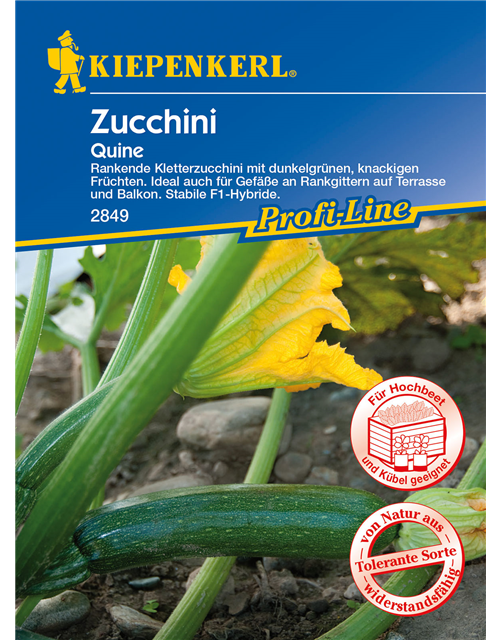 Kletter-Zucchini 'Quine'