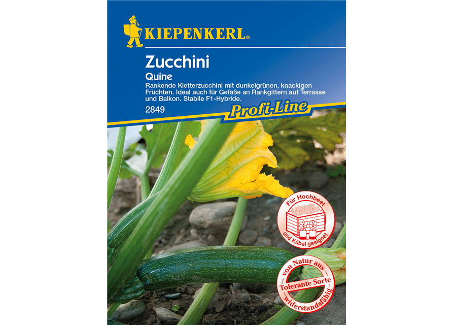 Kletter-Zucchini 'Quine'