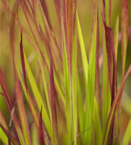 Garten-Blutgras 'Red Baron'