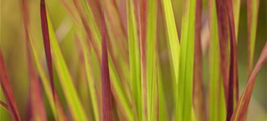 Garten-Blutgras 'Red Baron'