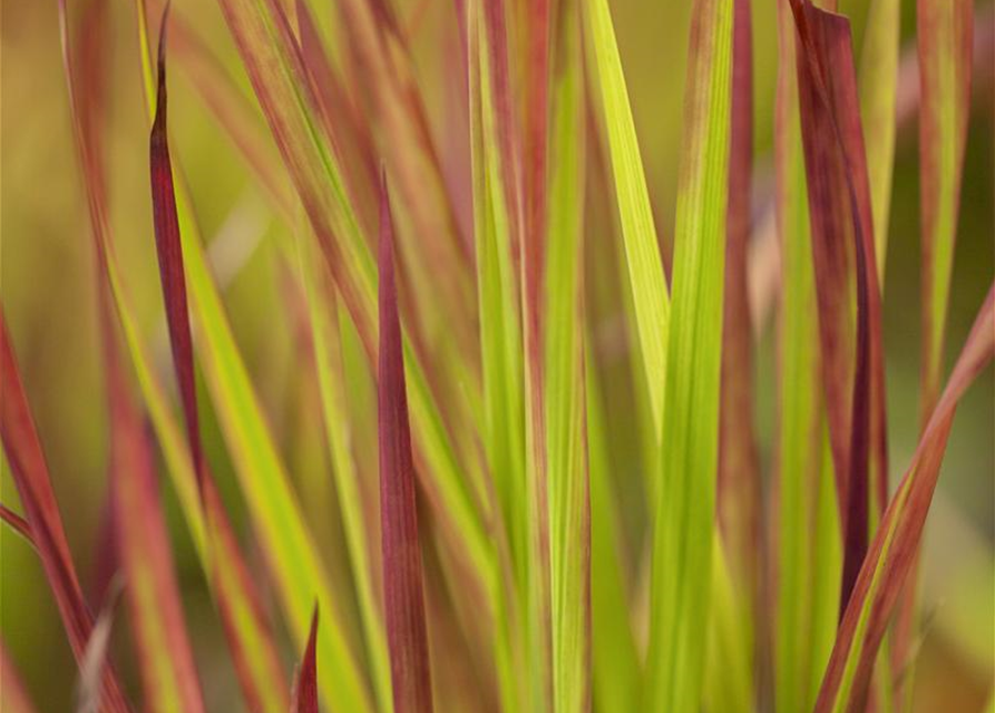 Garten-Blutgras 'Red Baron'