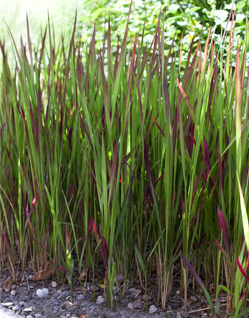 Garten-Blutgras 'Red Baron'