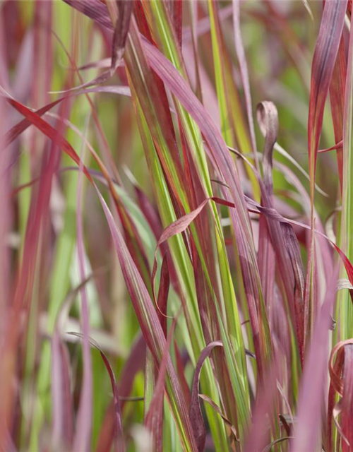 Garten-Blutgras 'Red Baron'