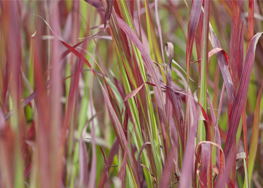 Garten-Blutgras 'Red Baron'