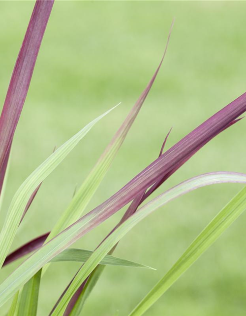 Garten-Blutgras 'Red Baron'