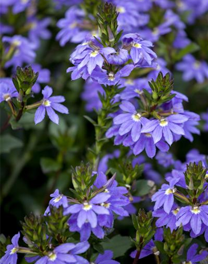 Fächerblume 'Abanico Blue'