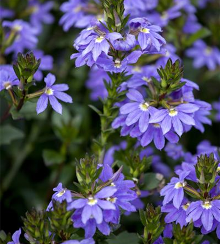 Fächerblume 'Abanico Blue'