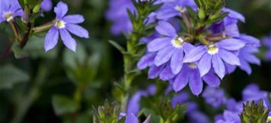 Fächerblume 'Abanico Blue'