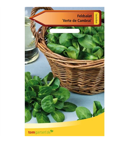 Feldsalat 'Verte de Cambrai'