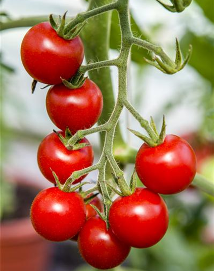 Hängetomate 'Brasil® Red'